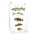 Favorite Gamefish of the Adirondacks Poster Printify