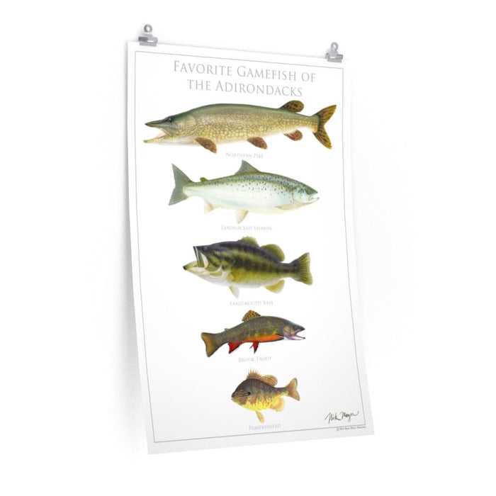 Favorite Gamefish of the Adirondacks Poster Printify