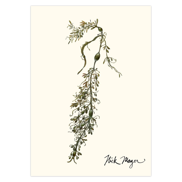 Knotted Wrack Notecards Nick Mayer Art