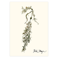 Knotted Wrack Notecards Nick Mayer Art