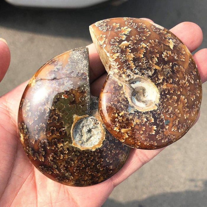 Madagascar Snail fossil ammonite fossil -Wholesale Crystals