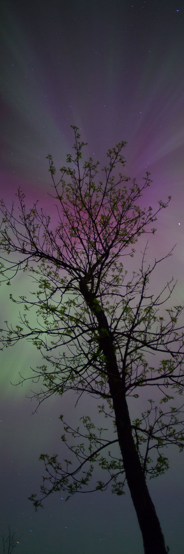 Northern Lights Tree