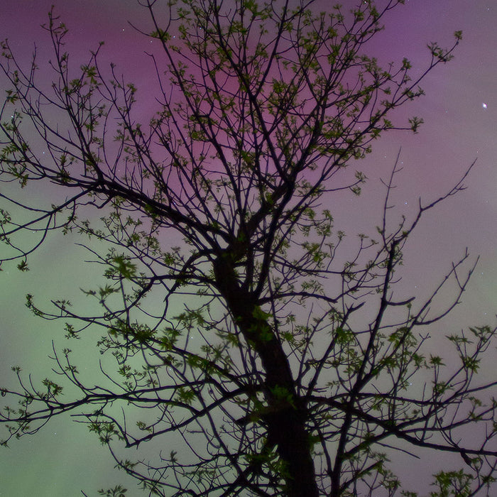 Northern Lights Tree