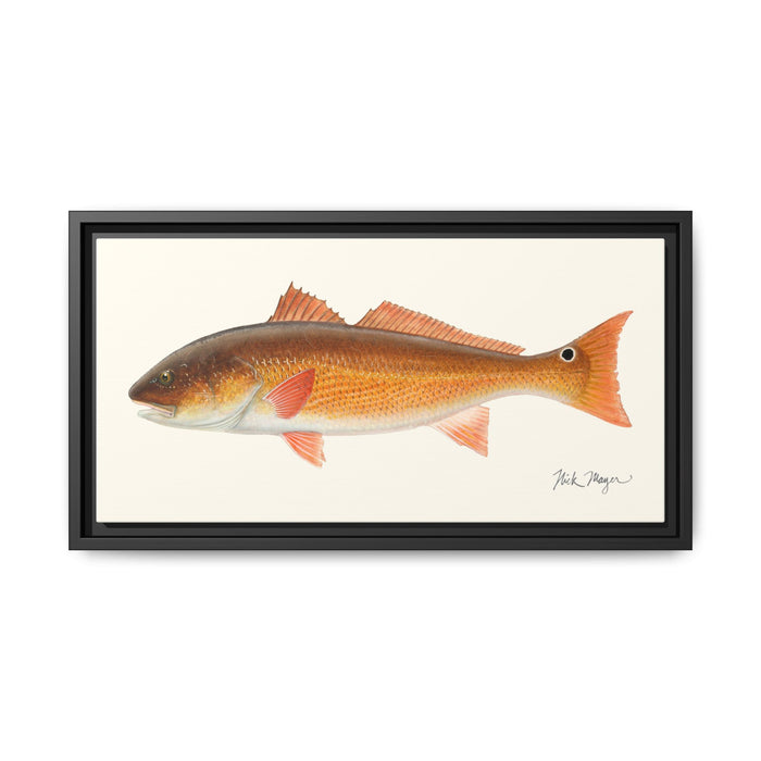 Redfish, 15 lbs Framed Canvas Print Printify
