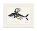 Roosterfish Limited Edition Print Nick Mayer