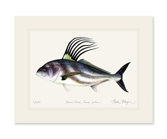 Roosterfish Limited Edition Print Nick Mayer