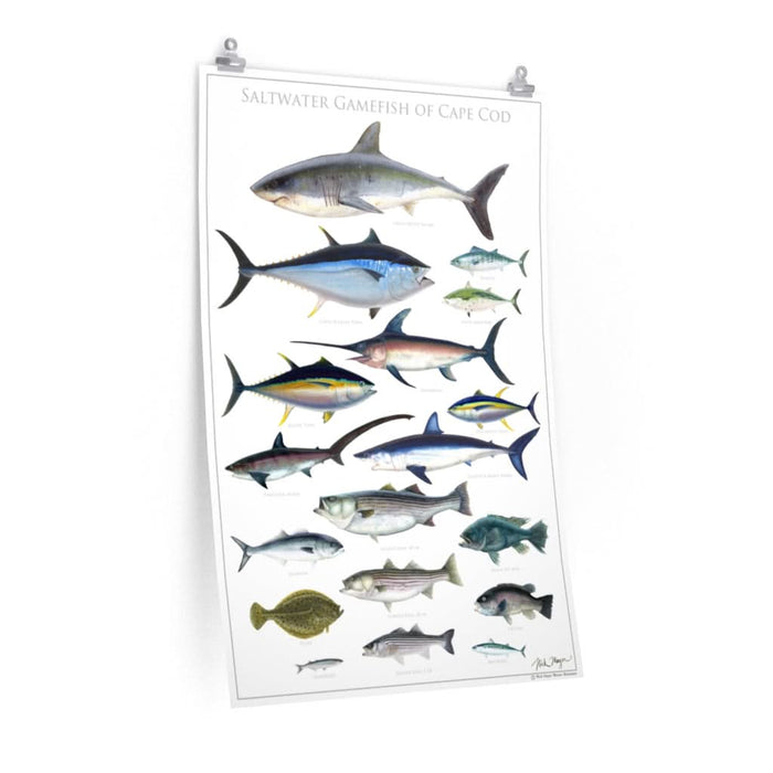 Saltwater Gamefish of Cape Cod Poster Printify