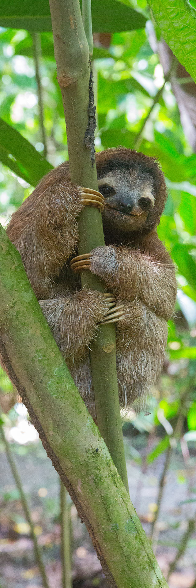 Sloth