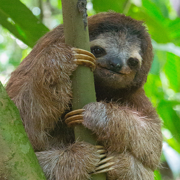 Sloth