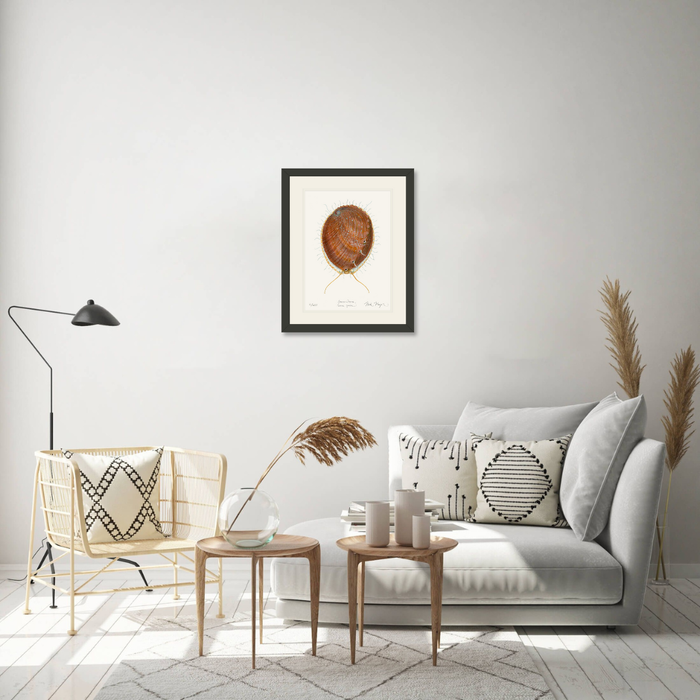 White Abalone II Limited Edition Print Nick Mayer