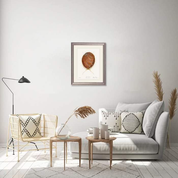 White Abalone II Limited Edition Print Nick Mayer