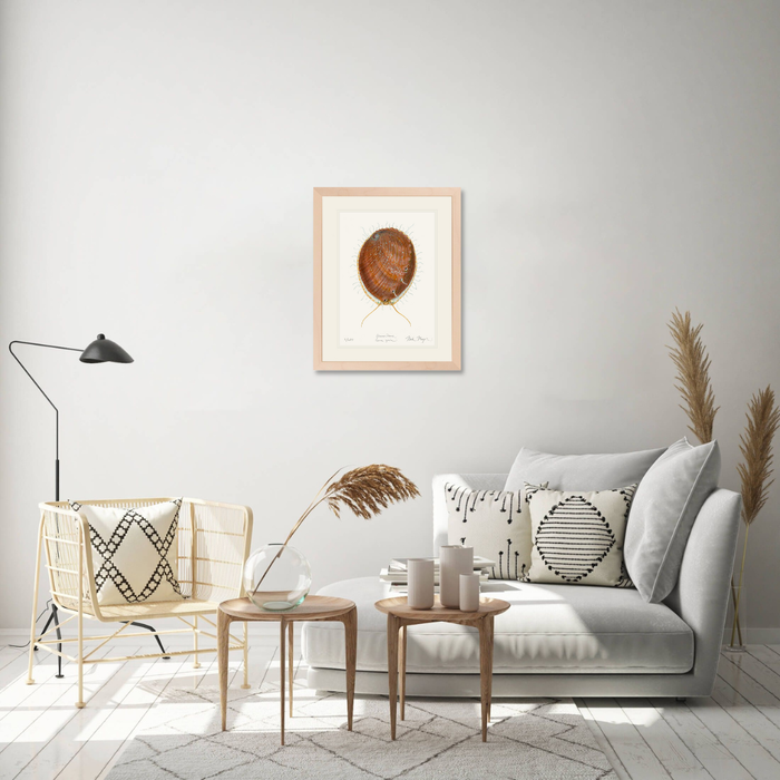 White Abalone II Limited Edition Print Nick Mayer