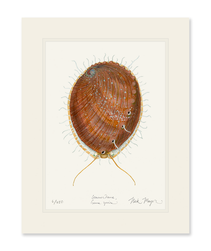 White Abalone II Limited Edition Print Nick Mayer