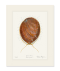 White Abalone II Limited Edition Print Nick Mayer